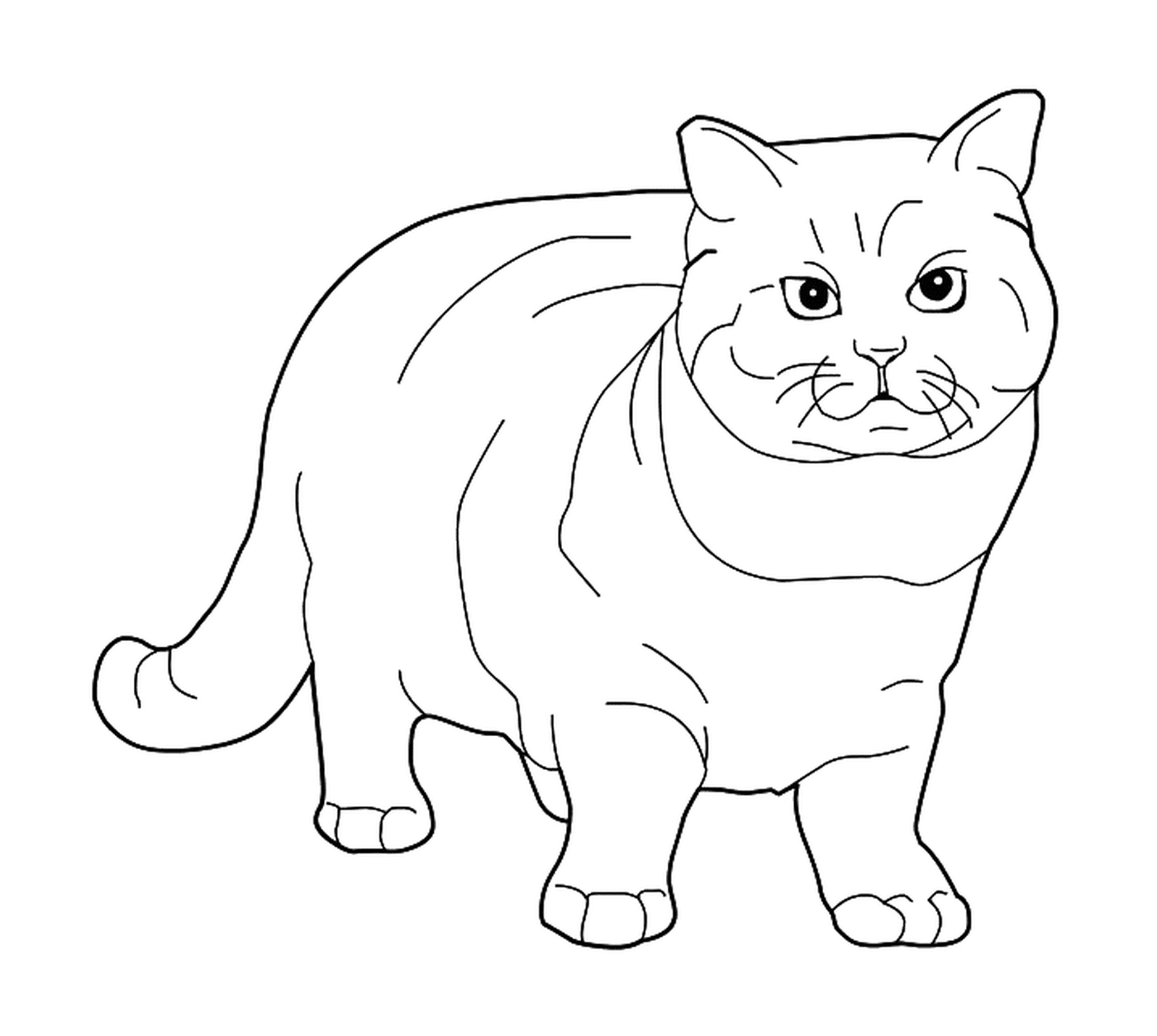  A British Shorthair, um gato elegante 