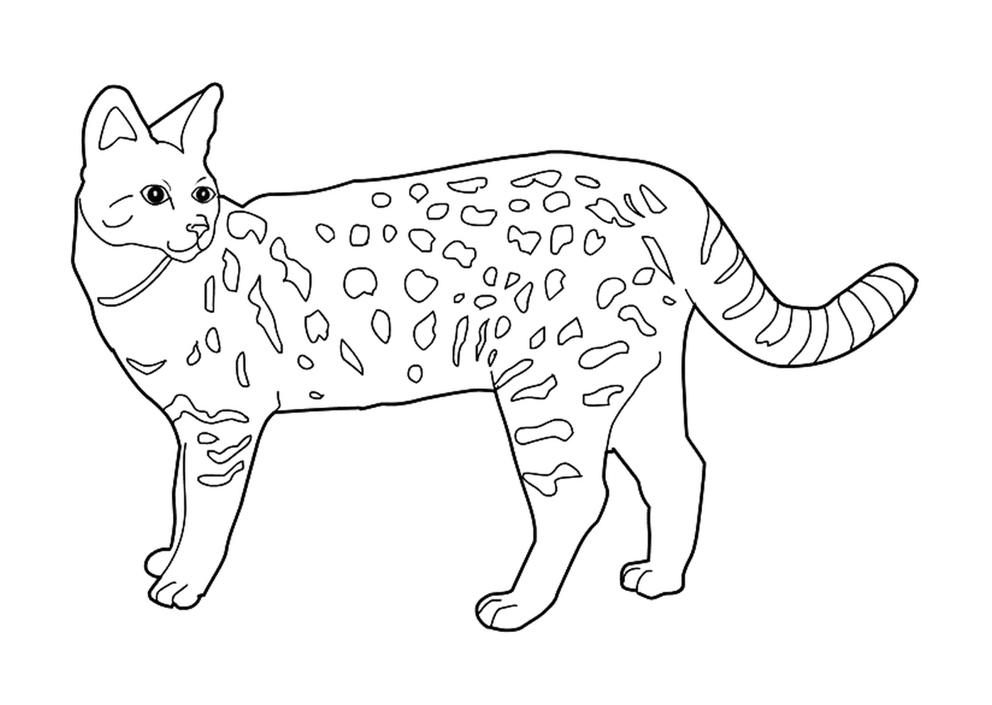  Savannah, um gato selvagem domesticado 