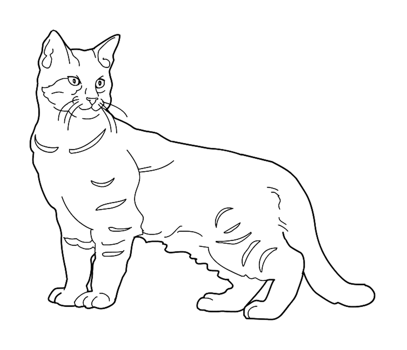  A Pixie Bob, um gato com uma cauda curta 