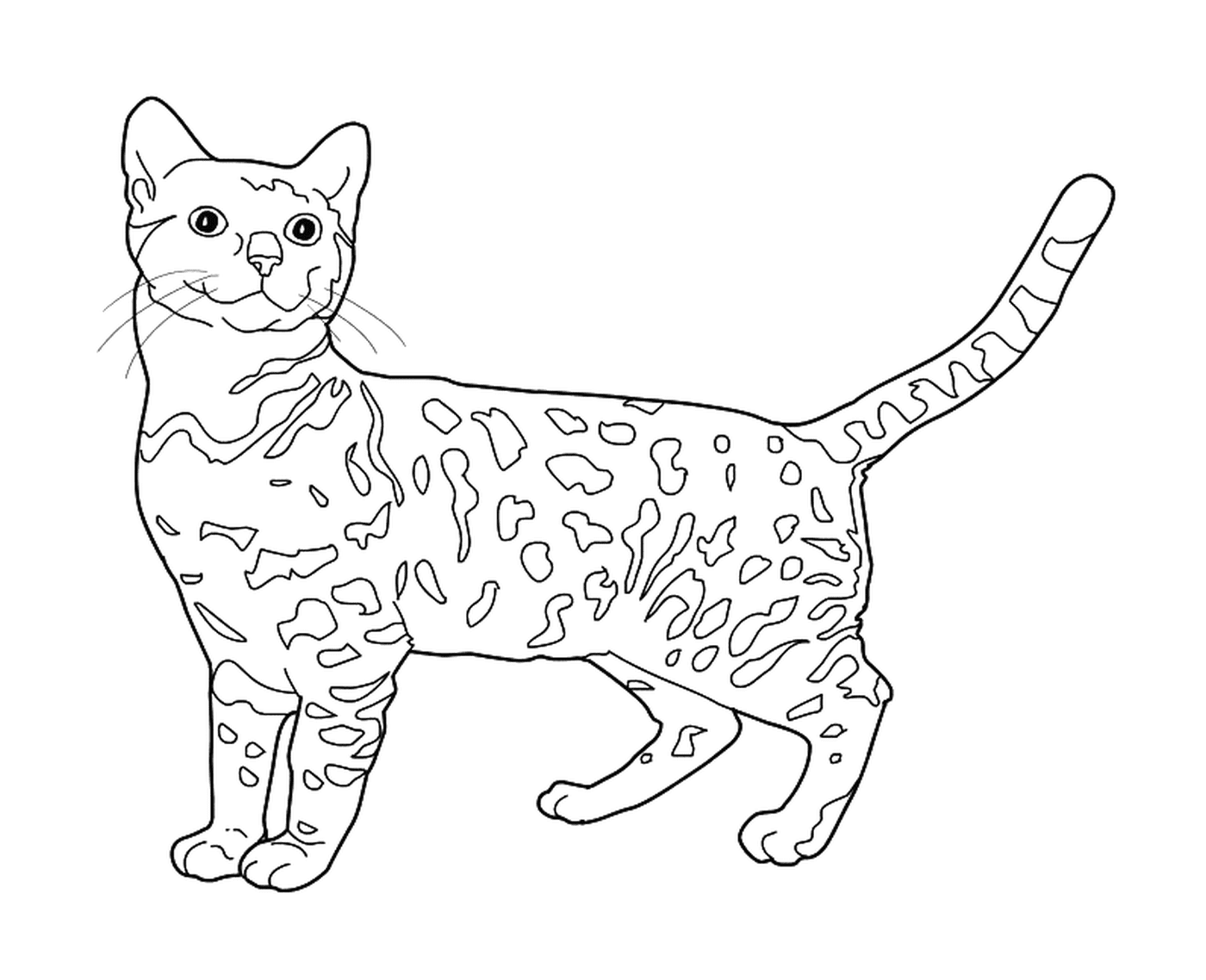  Bengala, um gato que se parece com um leopardo 