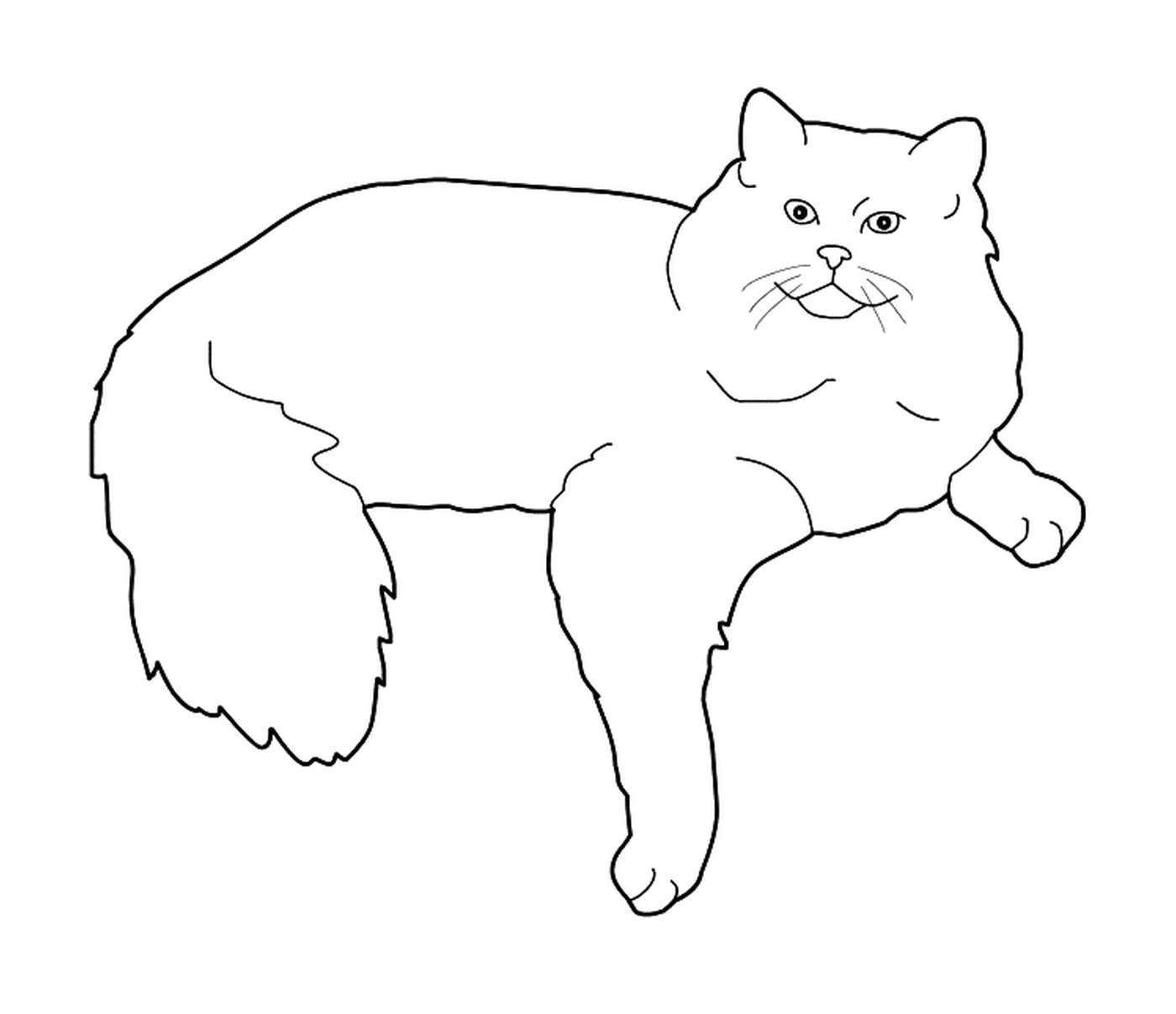  Acrol, एक बिंदुदार बिल्ली 
