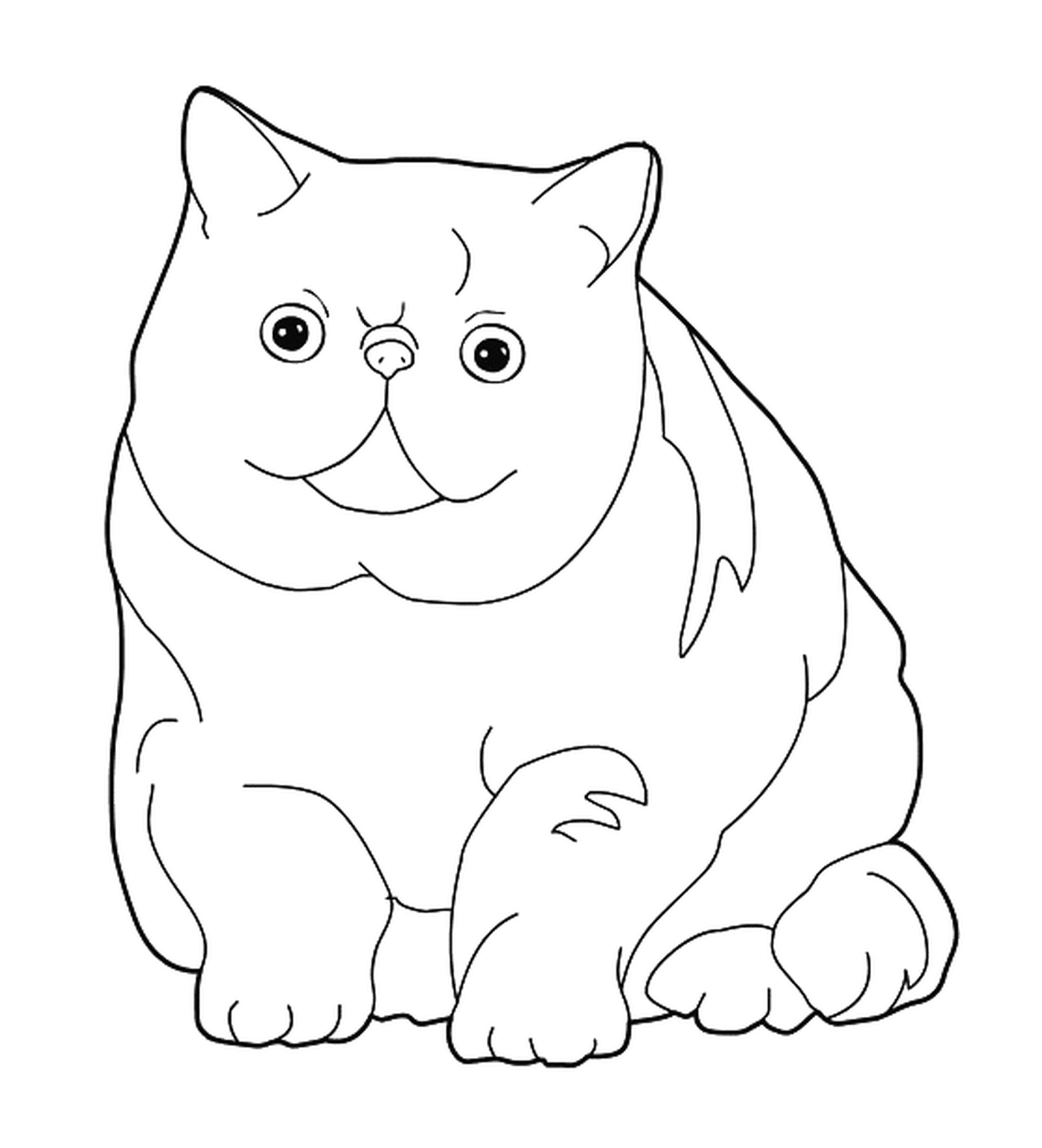  Um Exótico Shorthair, um gato com um rosto plano 