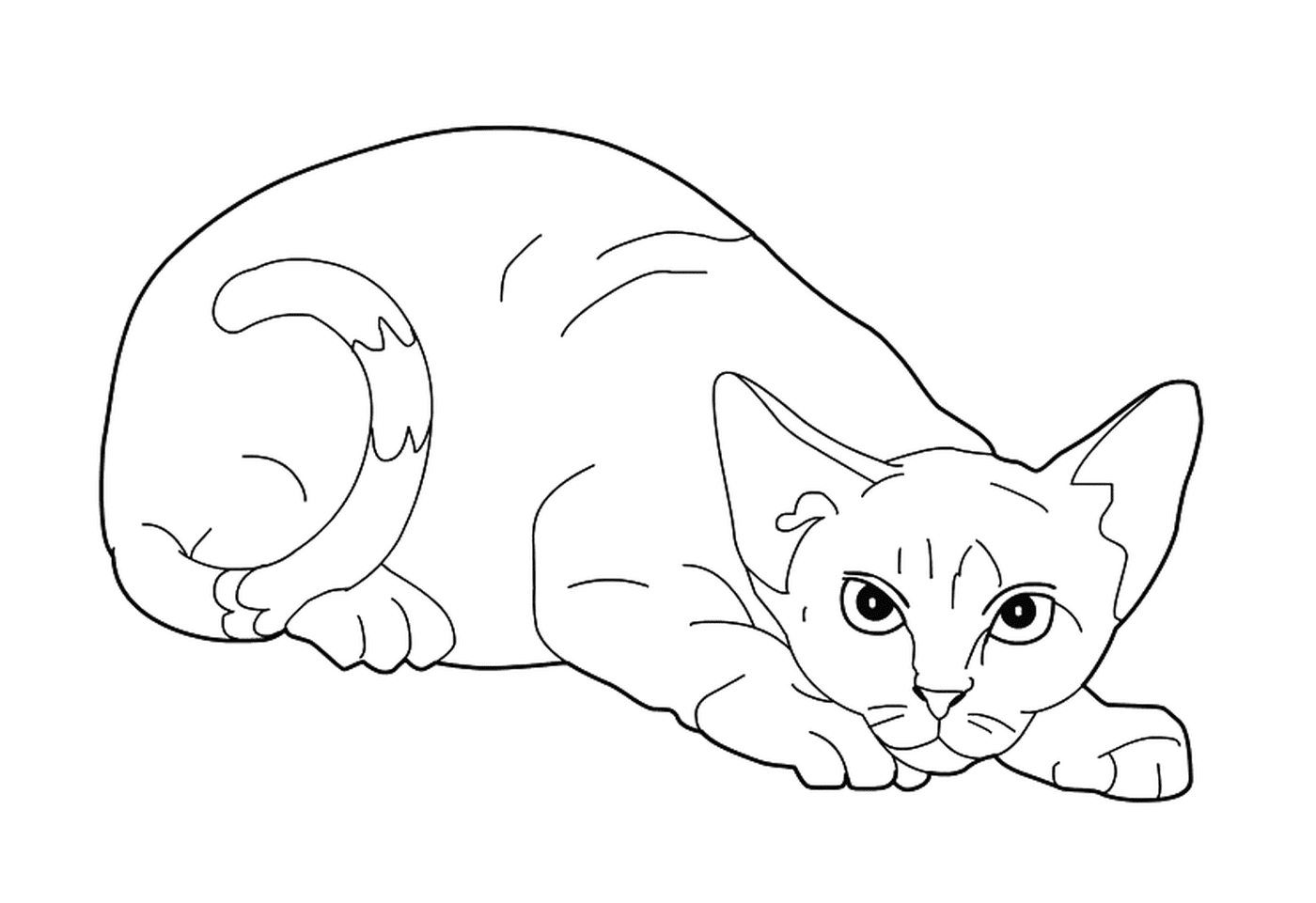  Aavon Rex, एक गर्म बिल्ली 