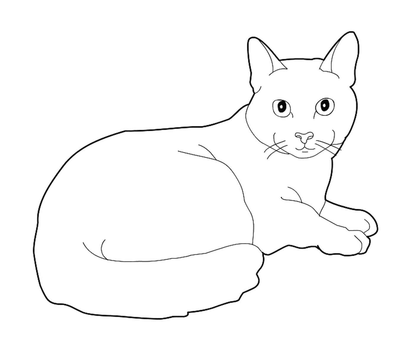  Azul russo, um gato maltês 