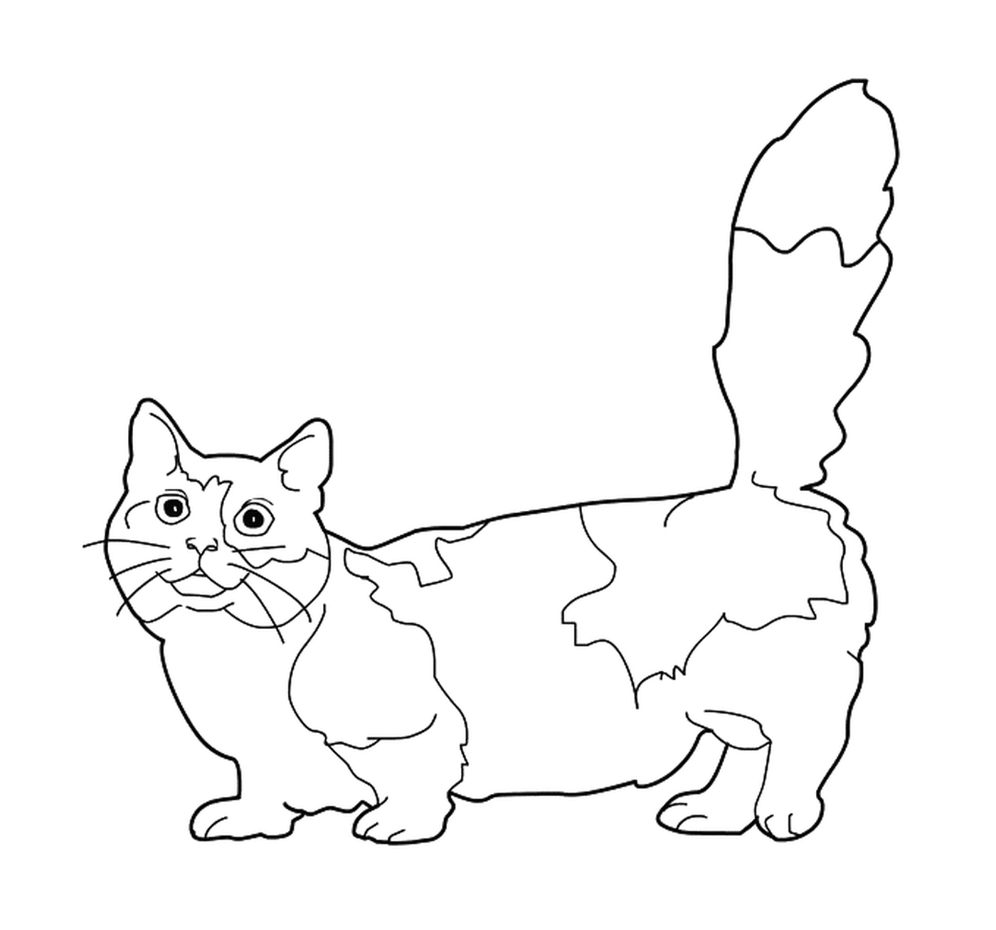  एक gomen, एक बिल्ली छोटे पैरों के साथ 