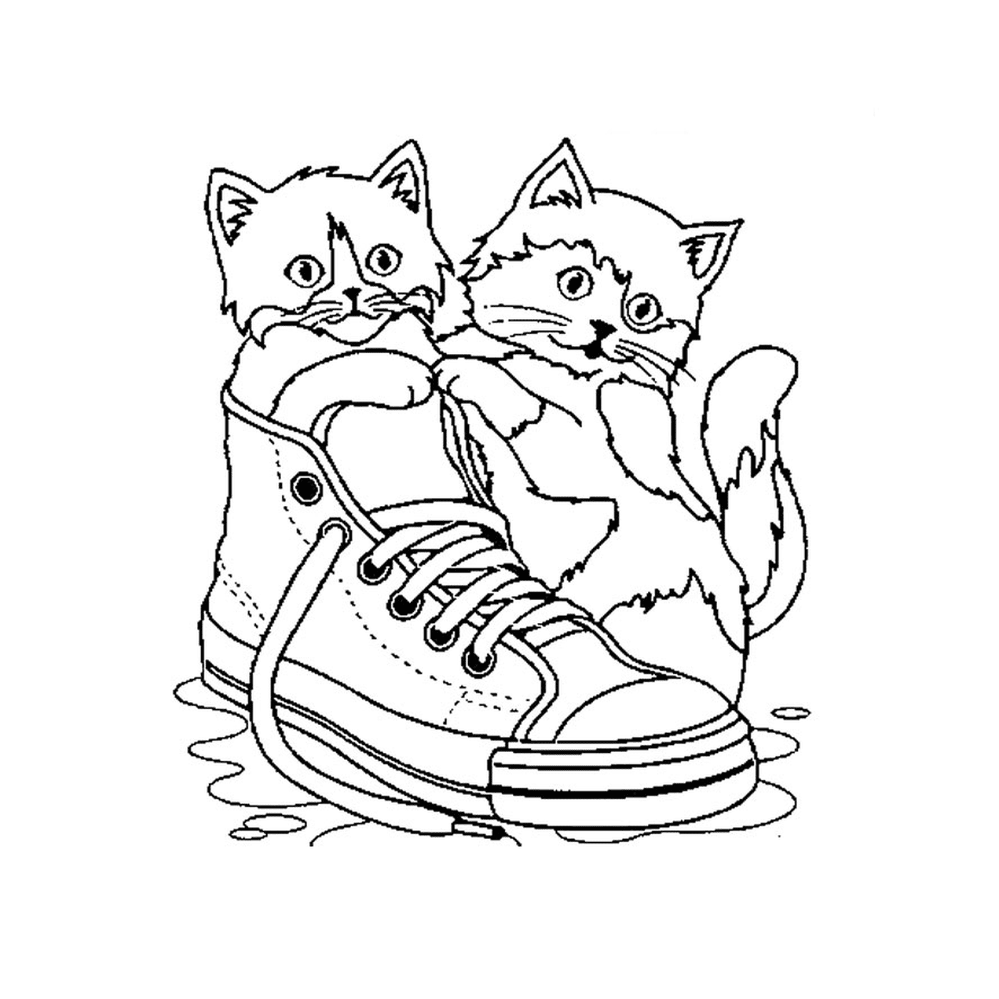  两只猫坐在水里一只鞋上 