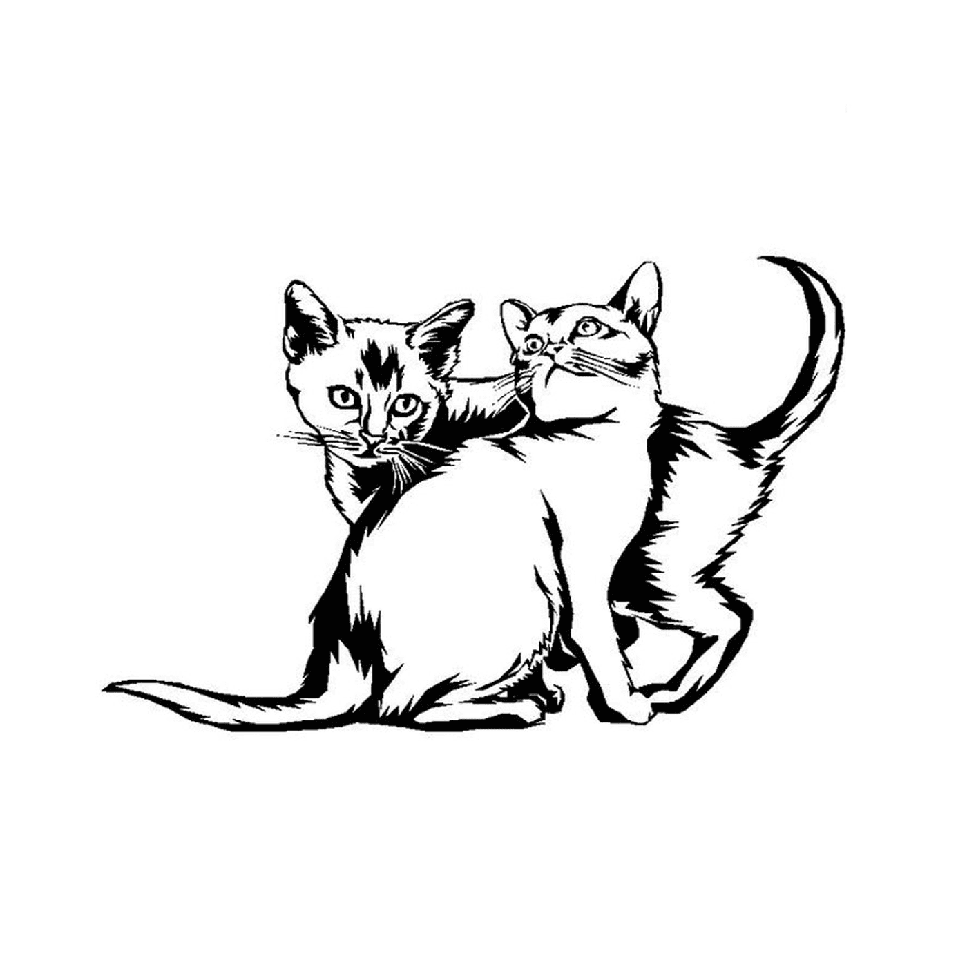  Dois gatinhos brincam juntos 