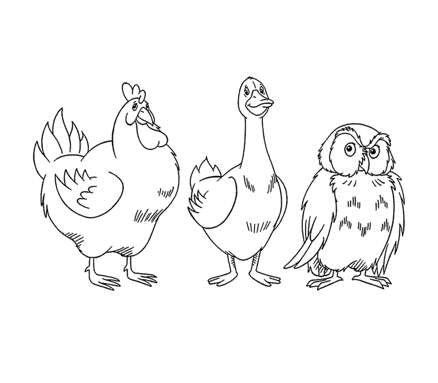  Owl, ganso e frango 