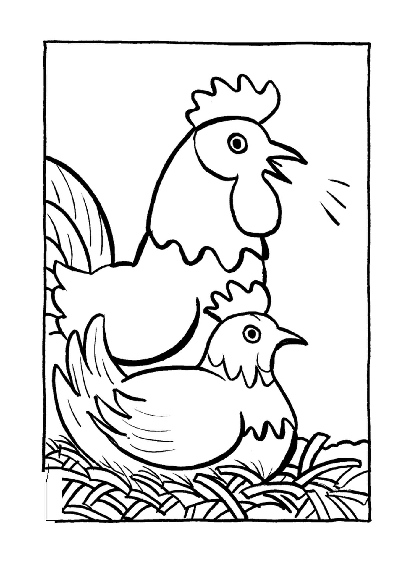  اثنان من الدجاجان 