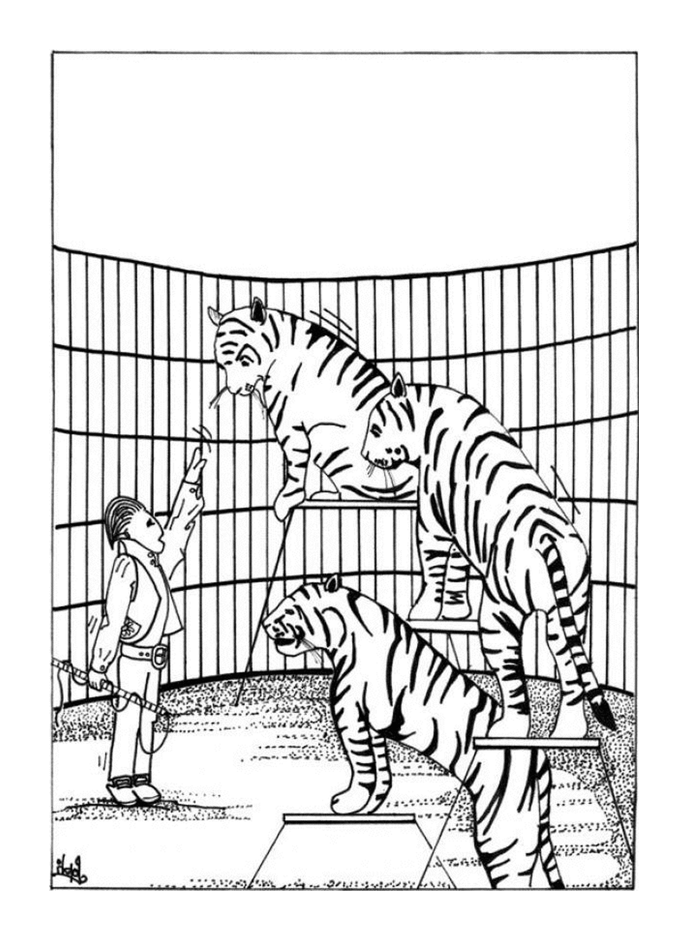  Um treinador de tigre para o circo 