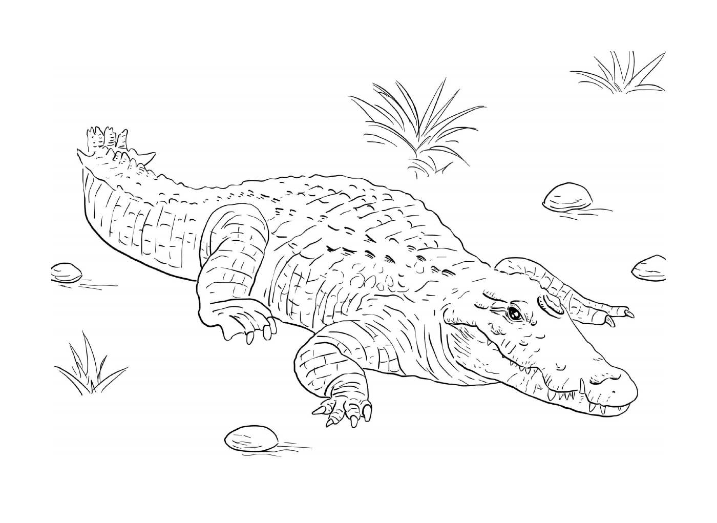  躺在地上的一条尼罗河鳄鱼 