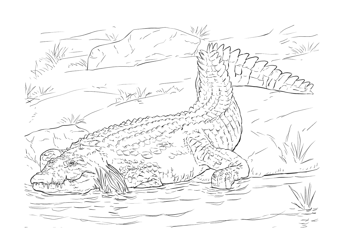  尼罗河鳄的成年人 在其自然栖息地 