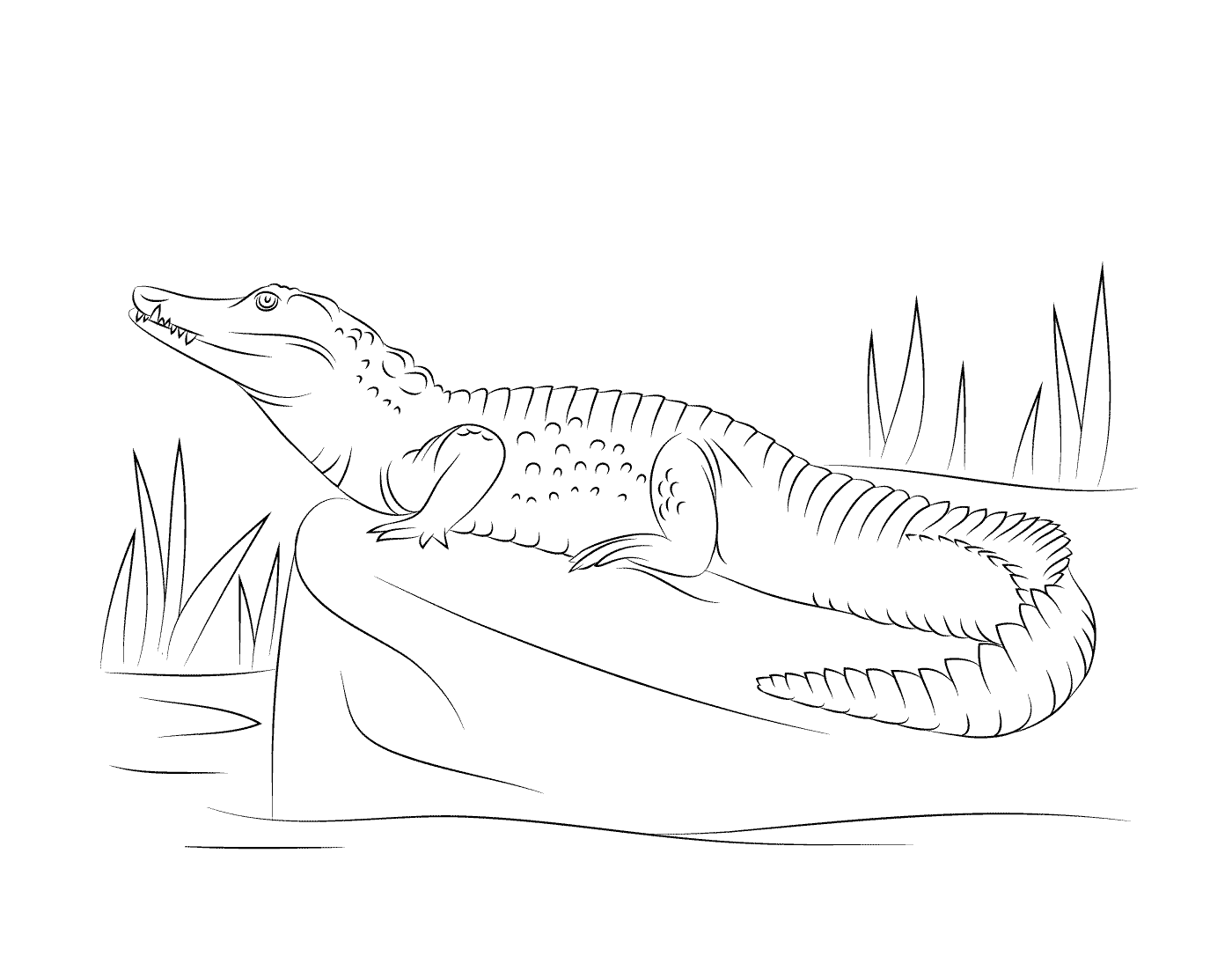  Um crocodilo do Nilo visto de um perfil, sentado em uma rocha 