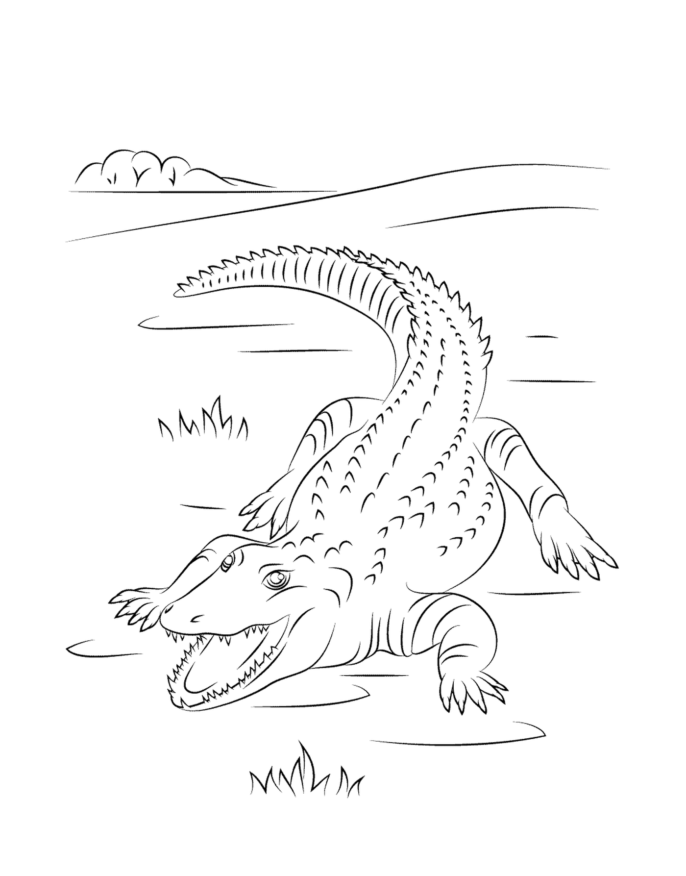  Um crocodilo bonito do Nilo na água 