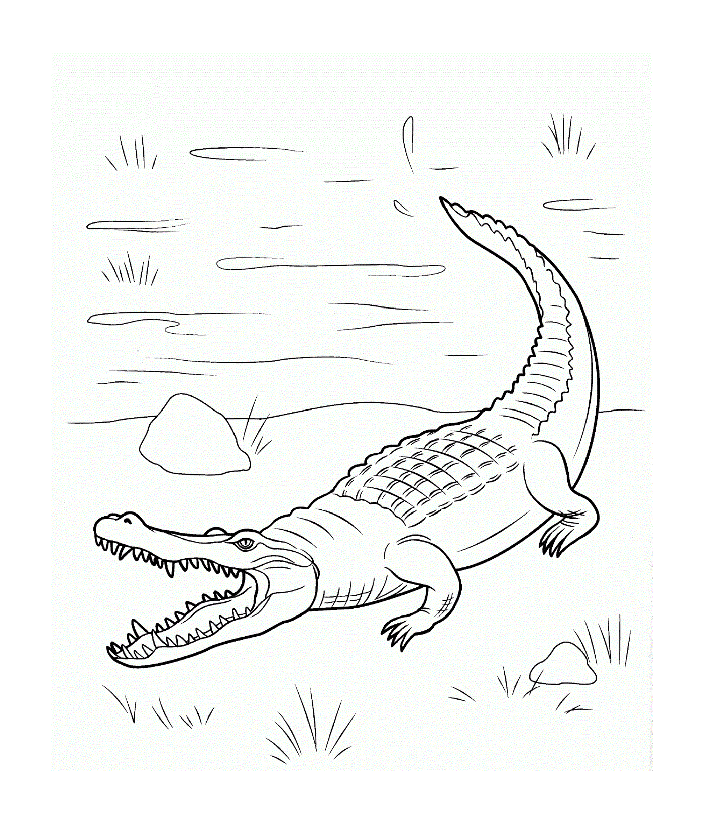  Um crocodilo marinho da família Crocodylidae, nadando na água 