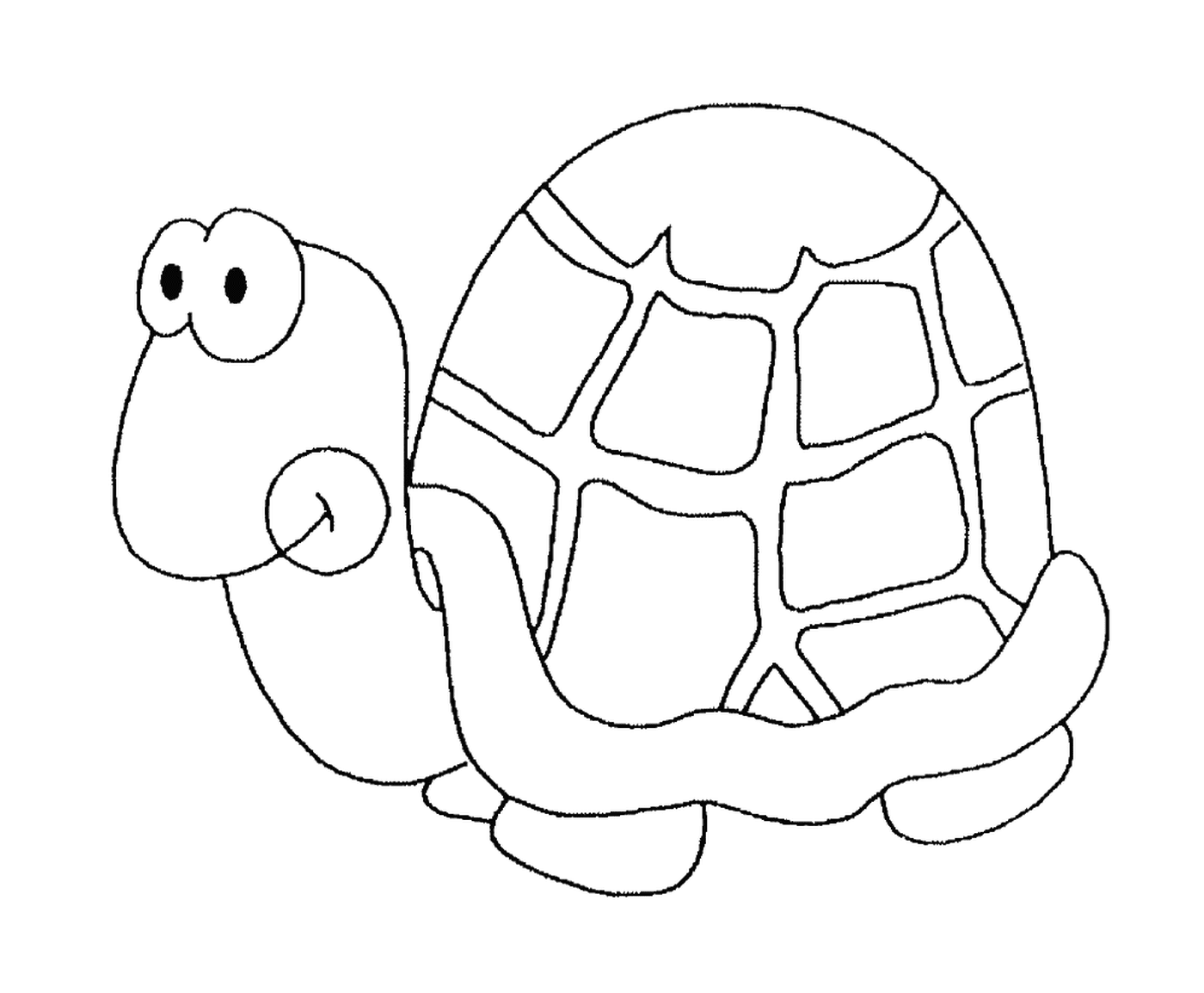  Uma tartaruga com uma concha redonda 