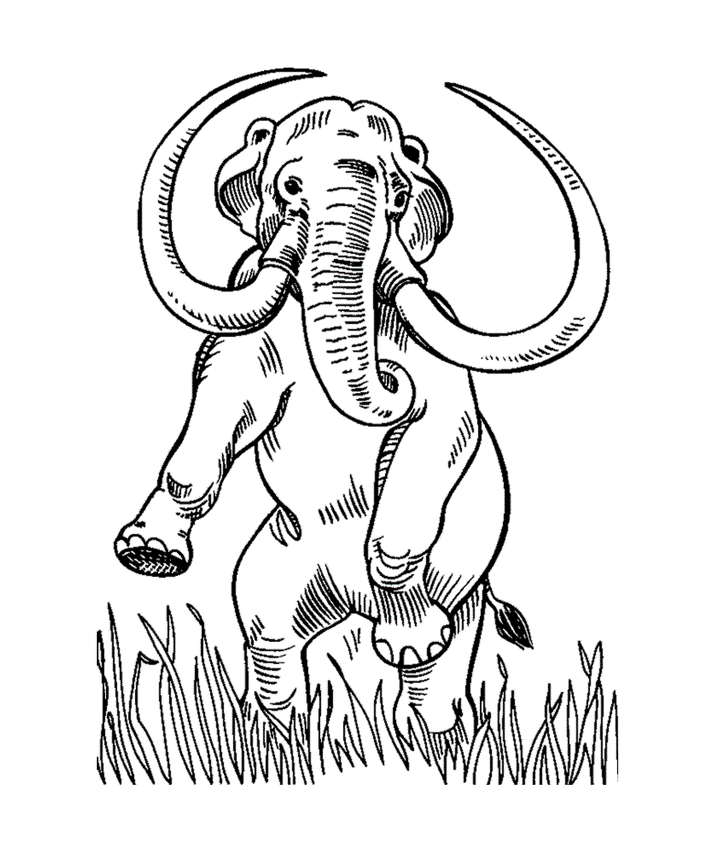  Um elefante com presas em um campo 