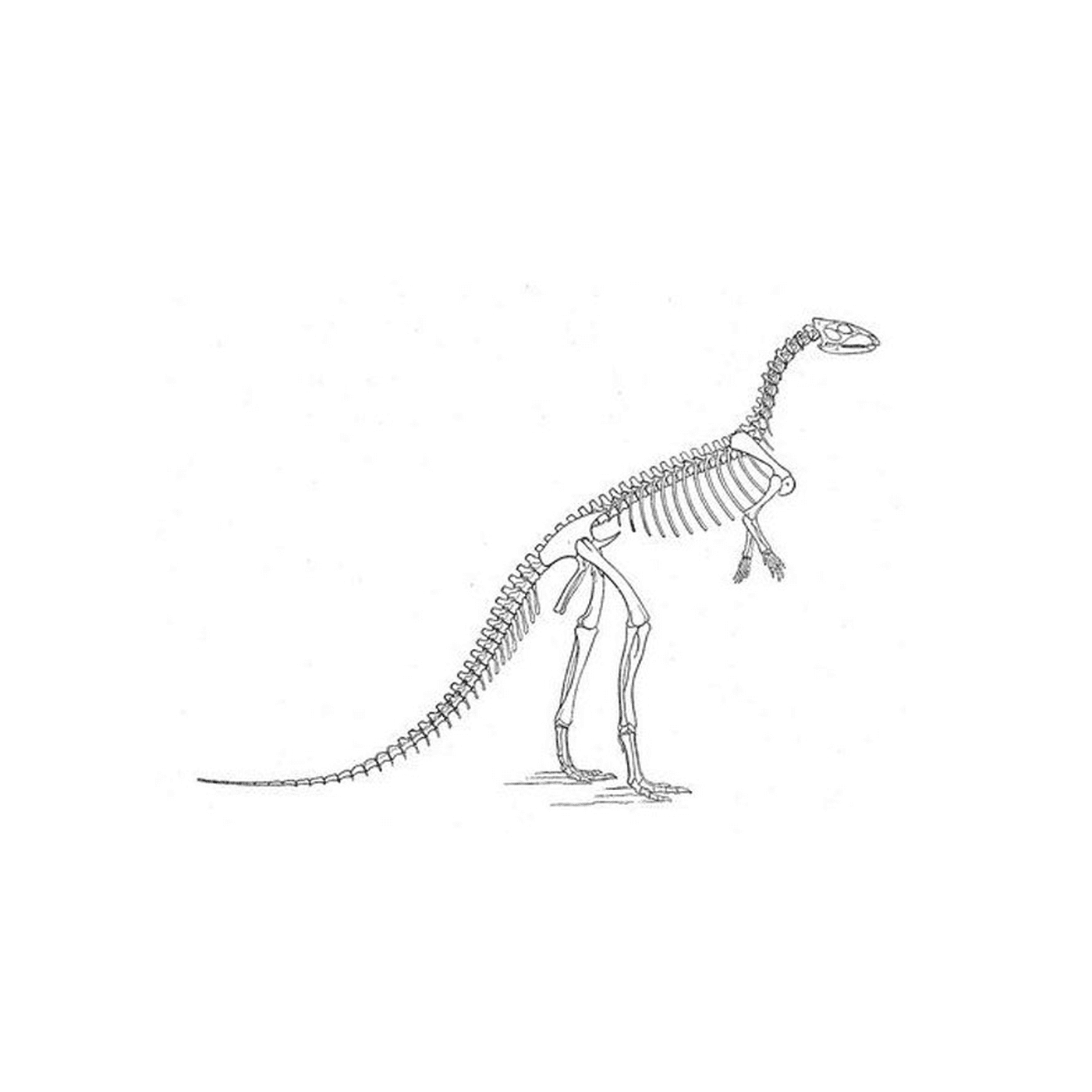  Um esqueleto de dinossauro 