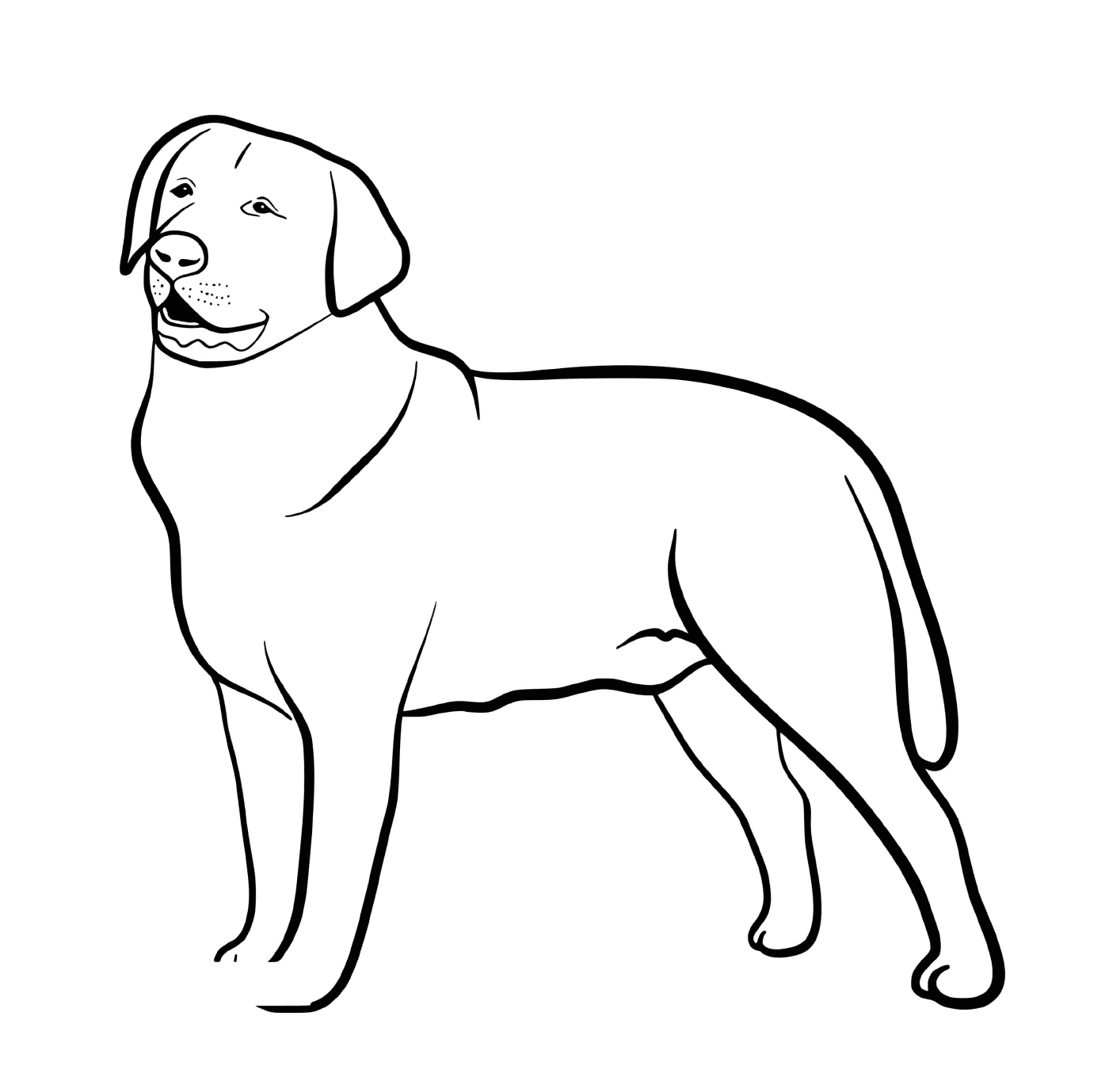  A Labrador raça cão Retriever 
