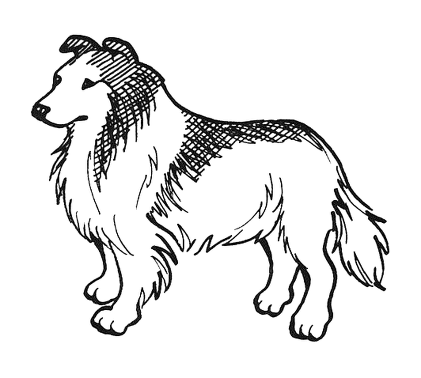  Um cão da raça Lassie 