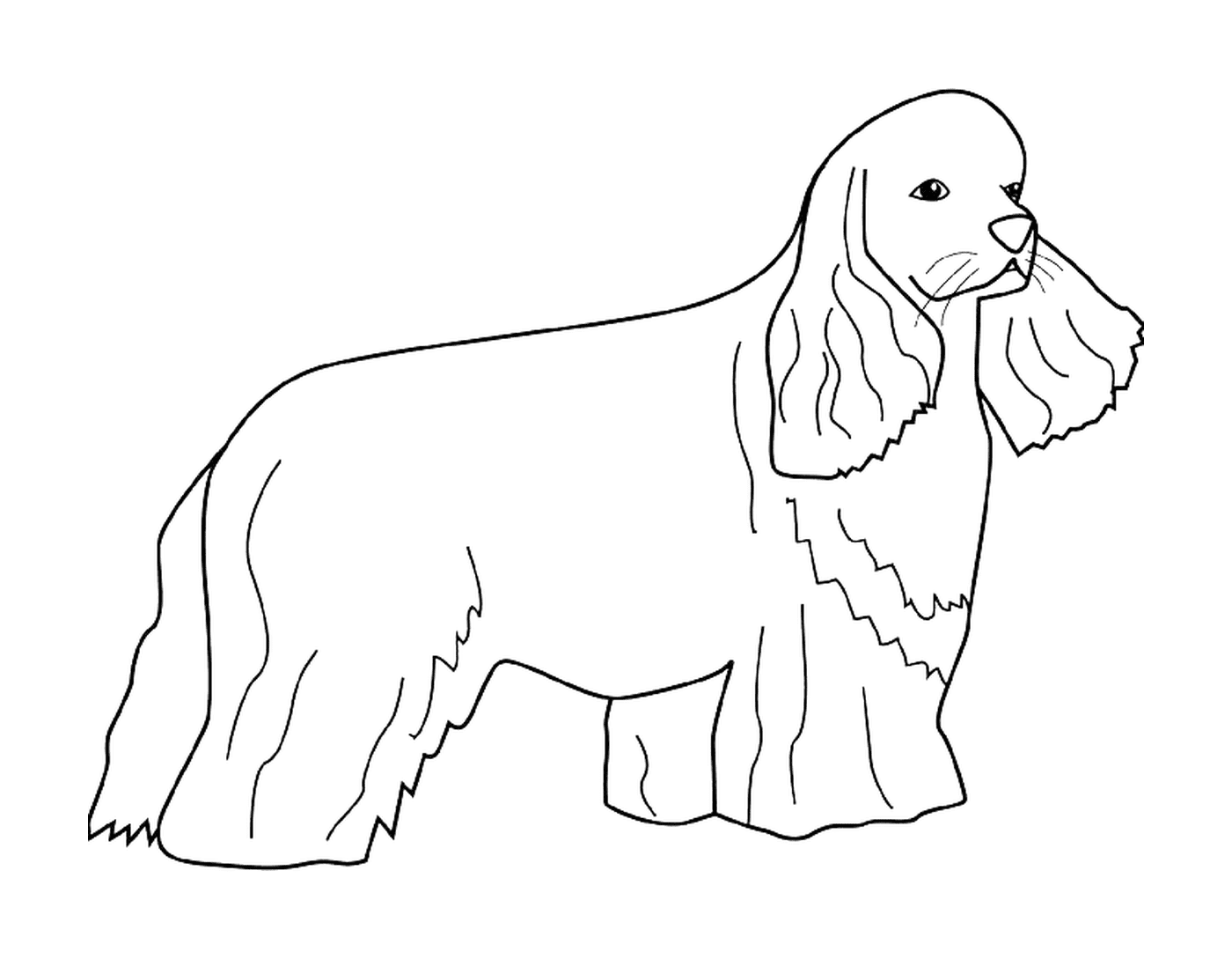  Um cão cocker 