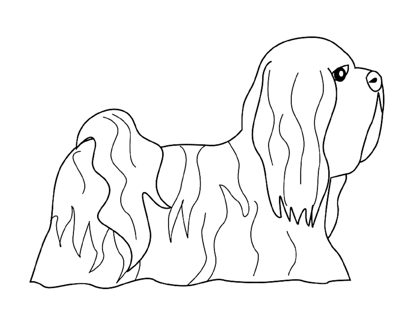  Um cão lhasa apso 