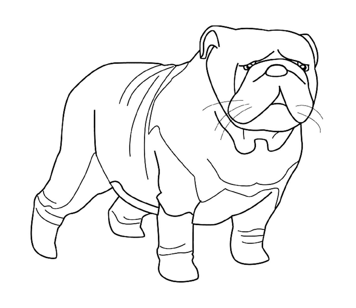  A bulldog vestindo um suéter 