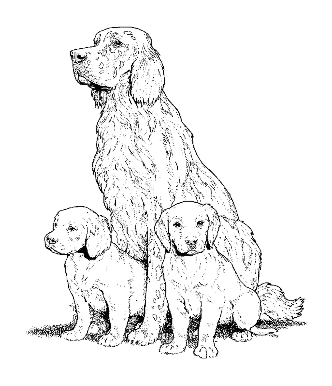  Um setter de cão inglês adulto e dois filhotes de cachorro sentados no chão 