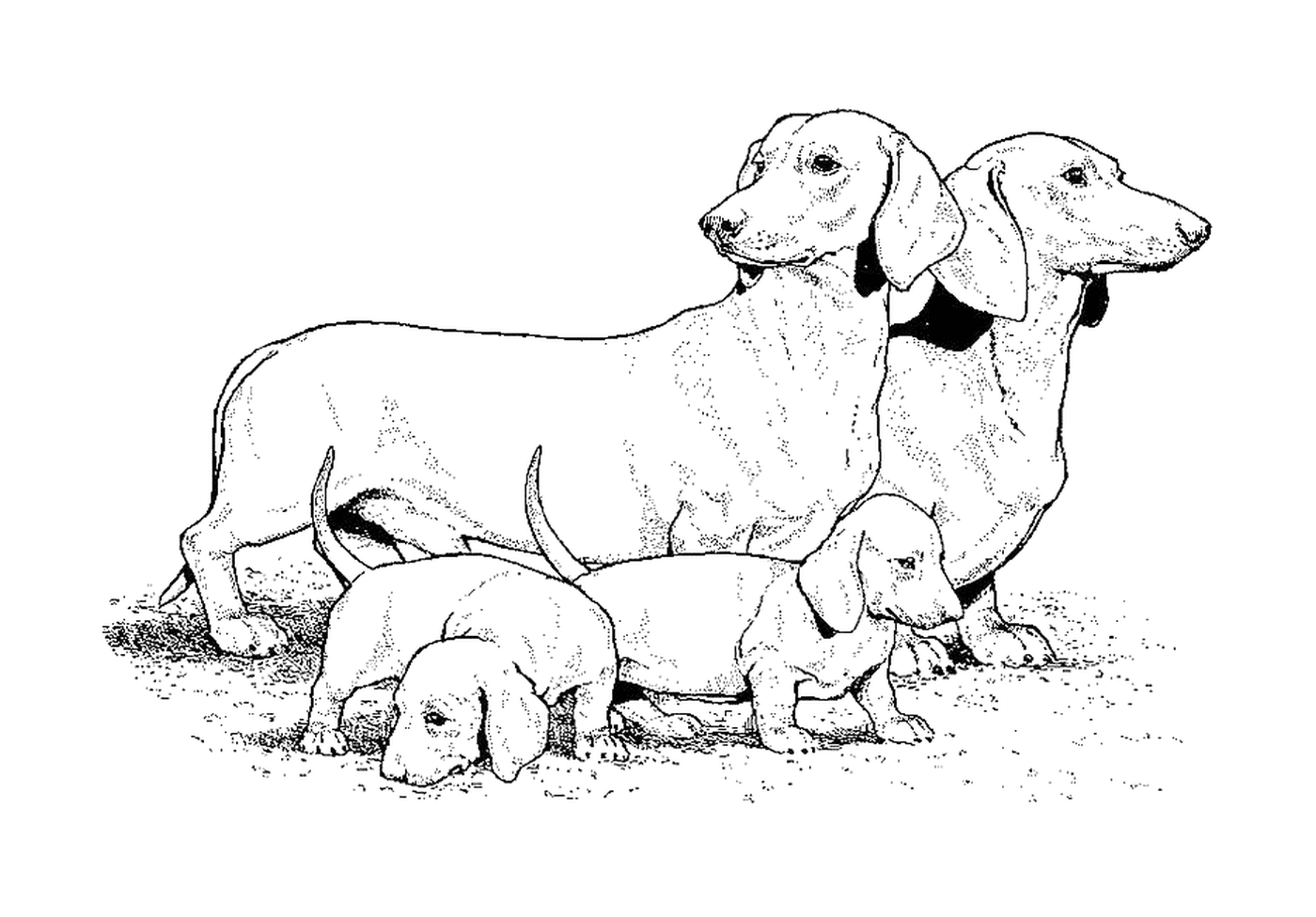  Um teckel e seus filhotes 