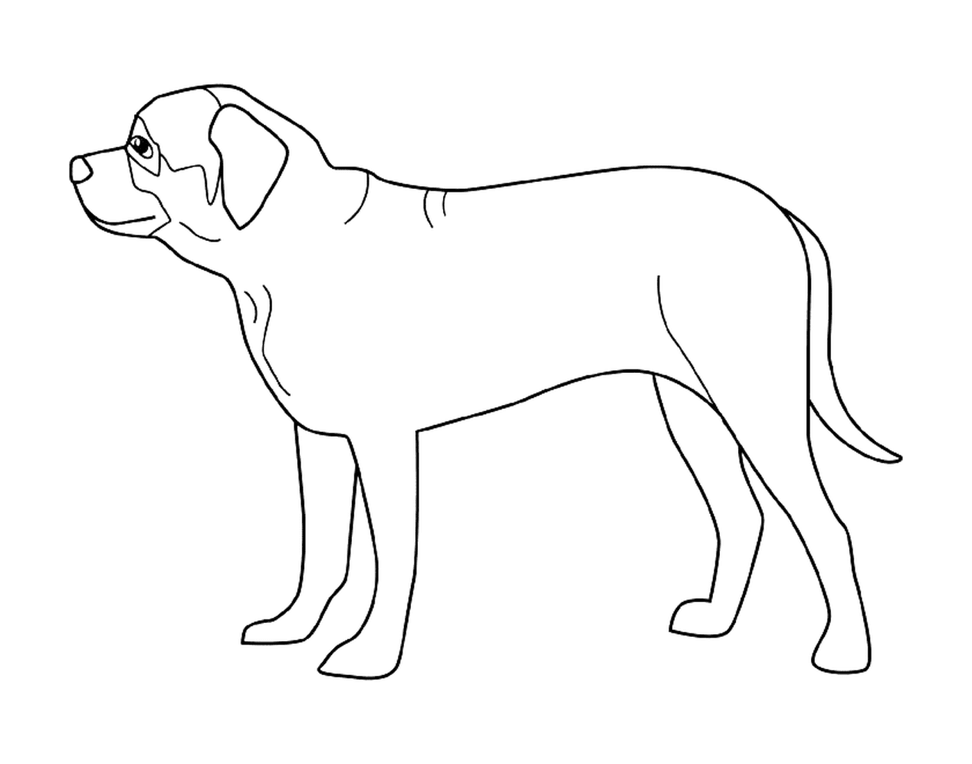  A mastiff 