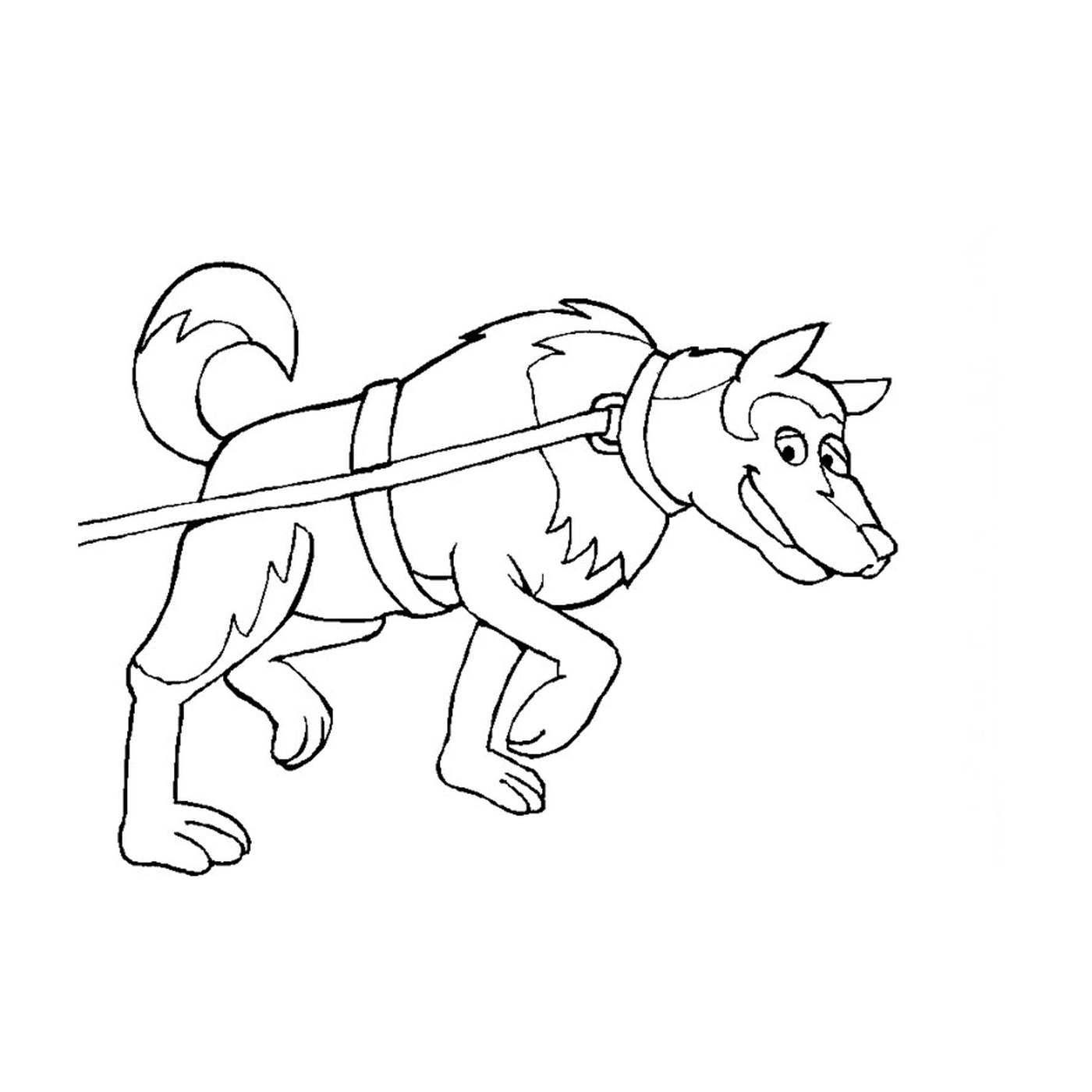  Um cão de trenó em uma coleira 