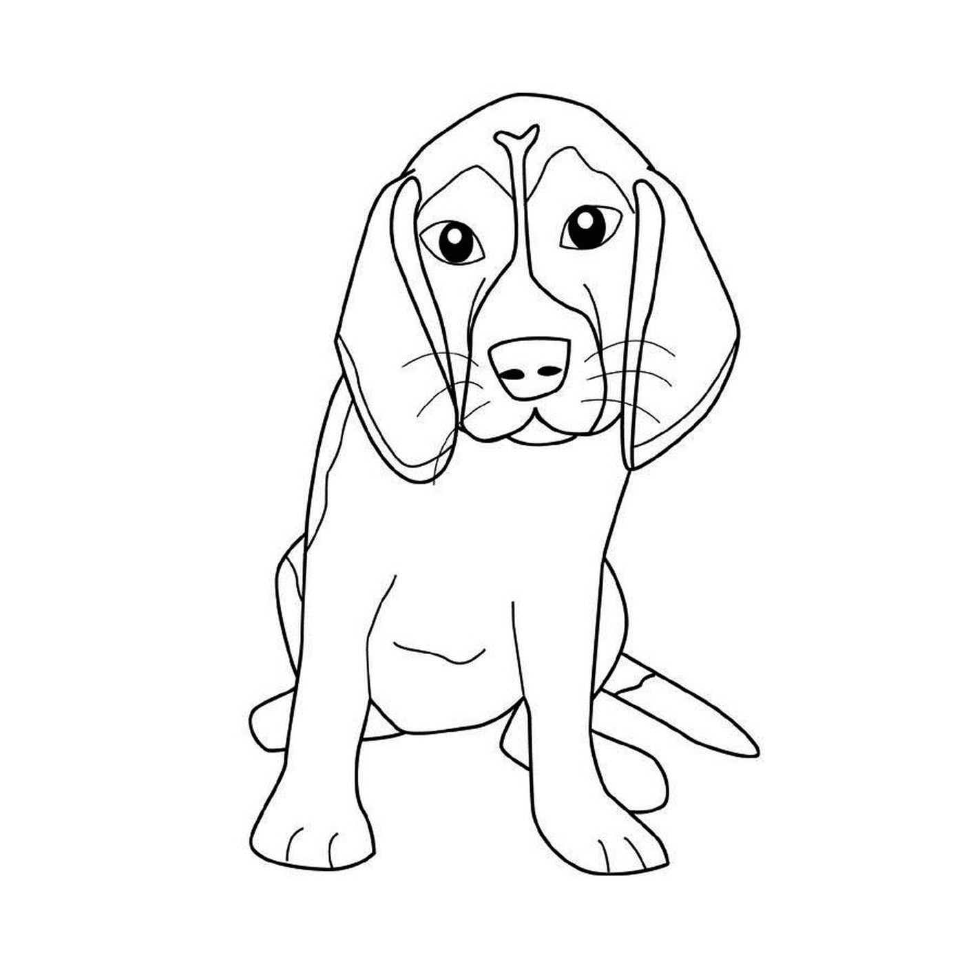  A beagle 