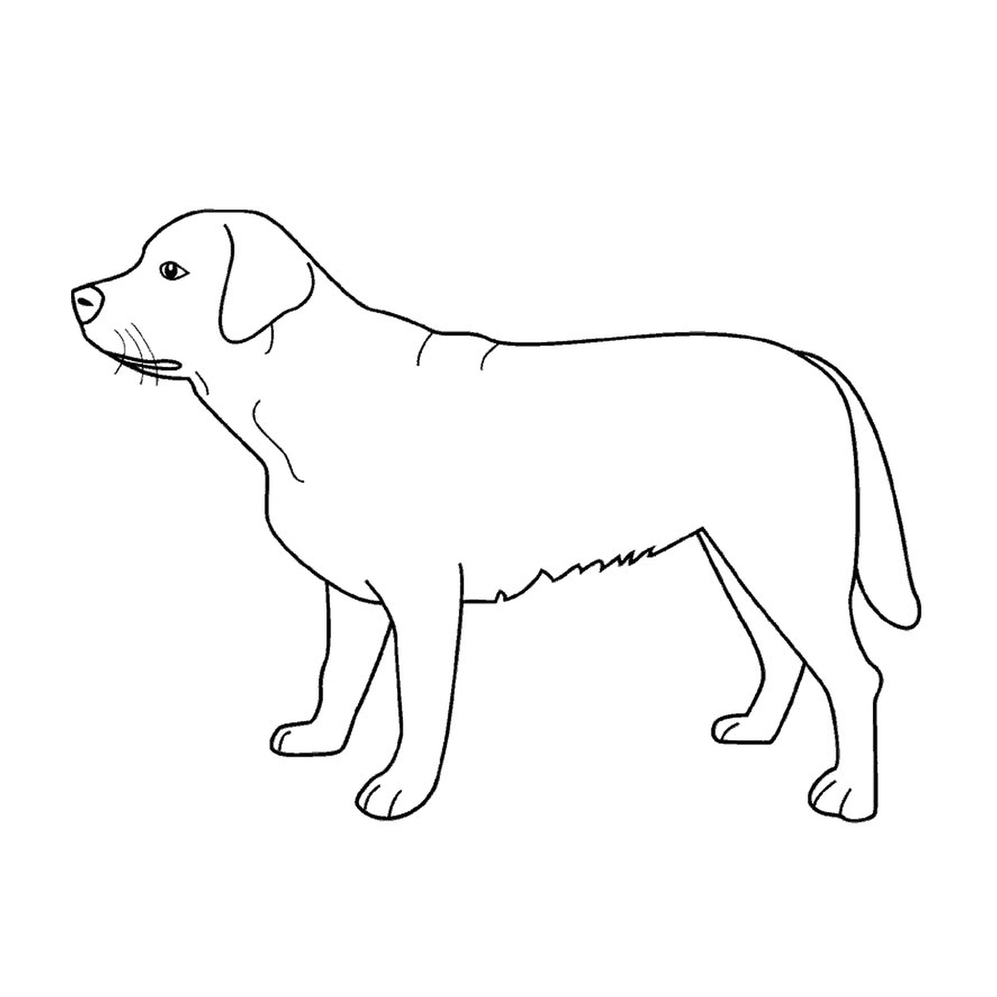  Labrador 