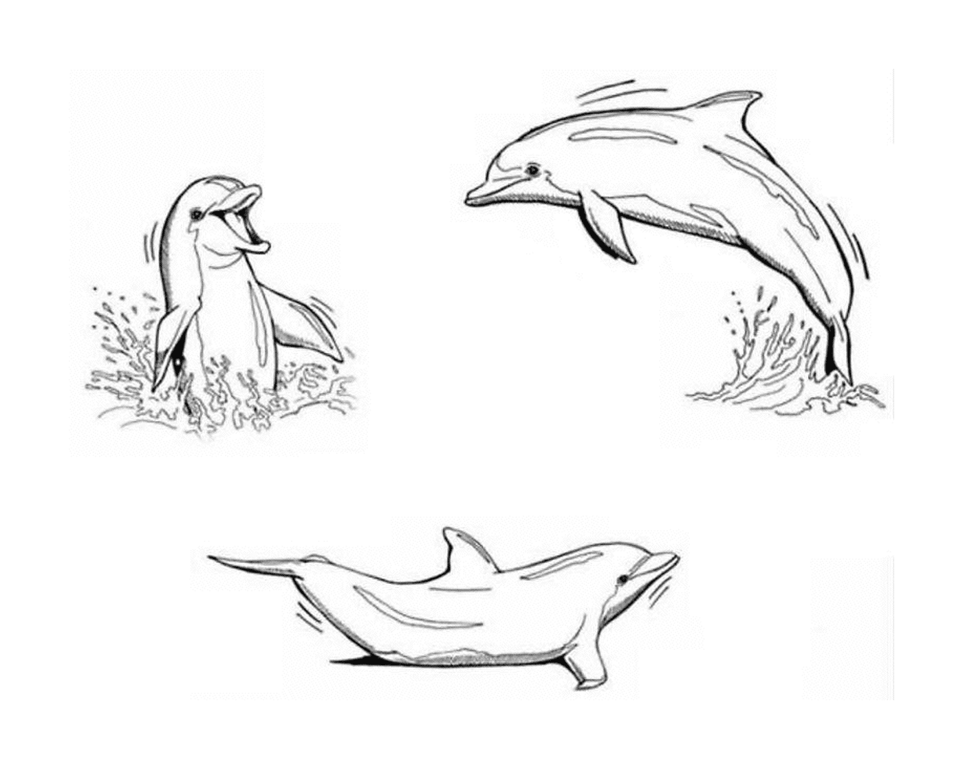  Três golfinhos fazendo uma rodada 