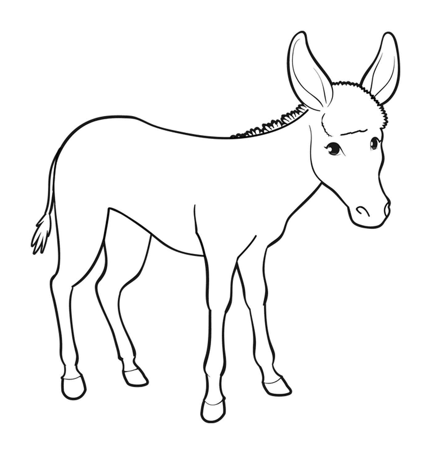  Um burro com orelhas longas 