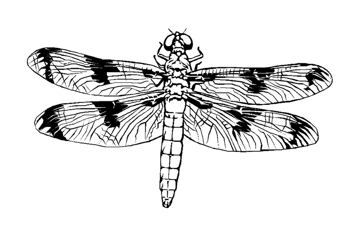  Uma bela libélula 