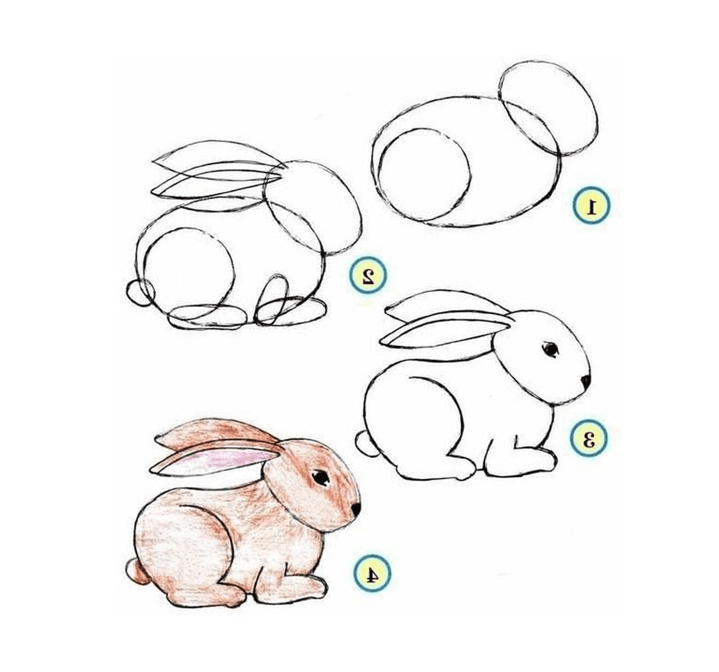  कदम द्वारा खरगोश कदम कैसे खींच सकते हैं 