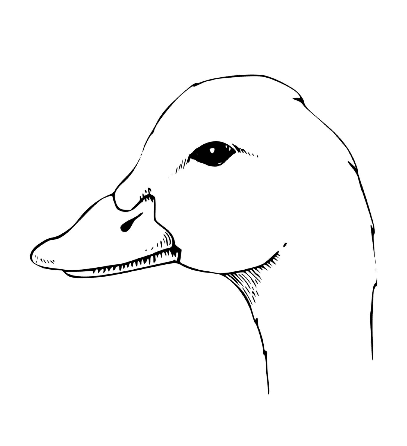  A cabeça de um pato 