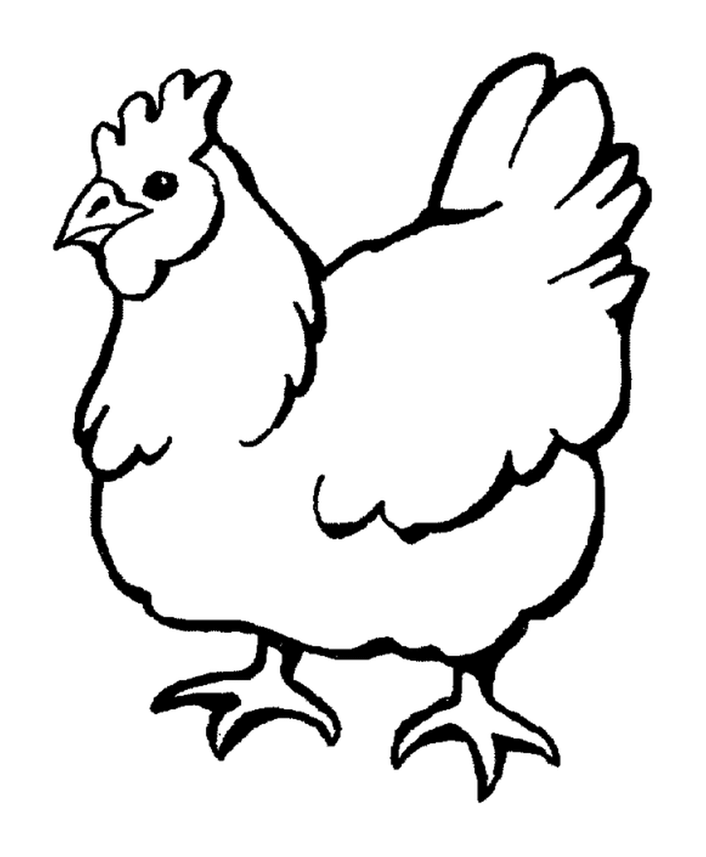  Uma linda galinha 