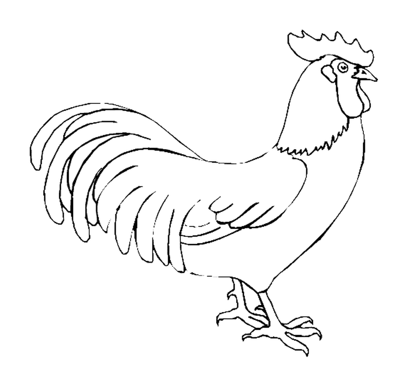  रंगीन मुर्गा 