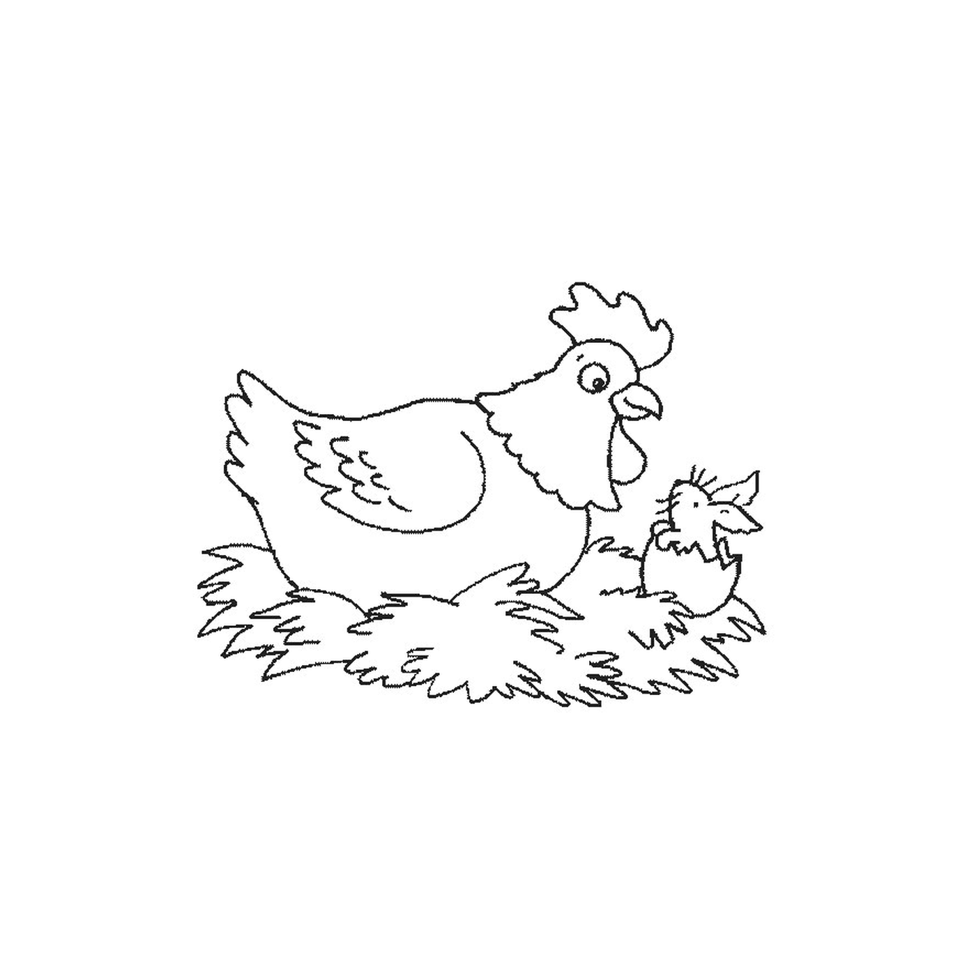  الدجاج مع صغاره 