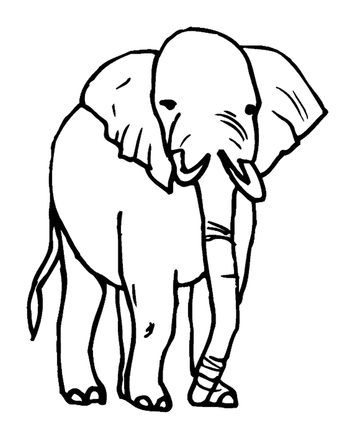  Elefante desenho 