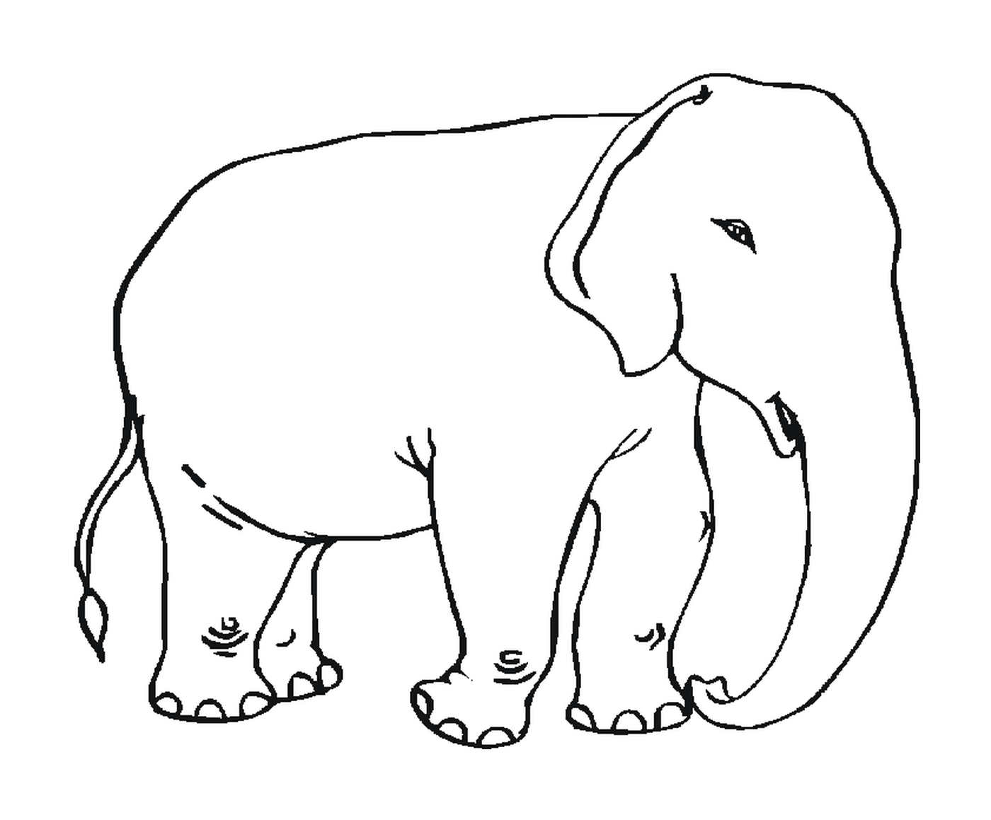  Coloração Elefante 