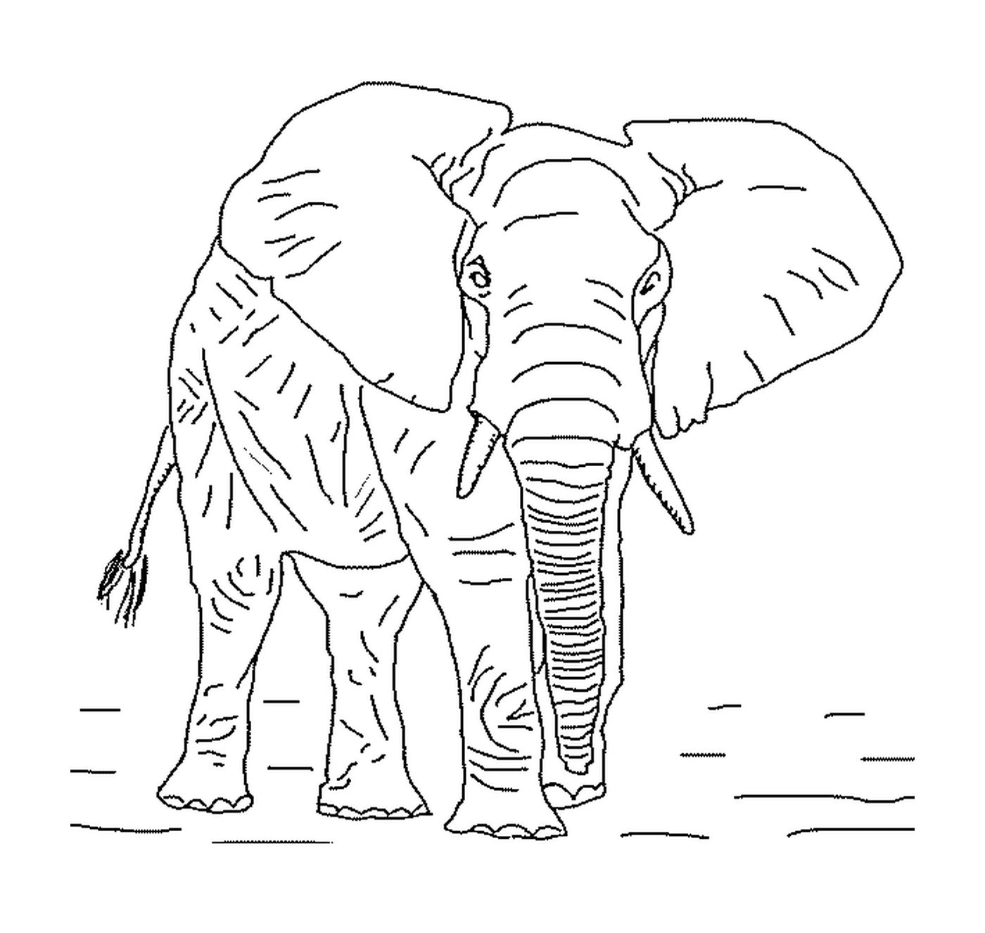  Um elefante grande com presas 