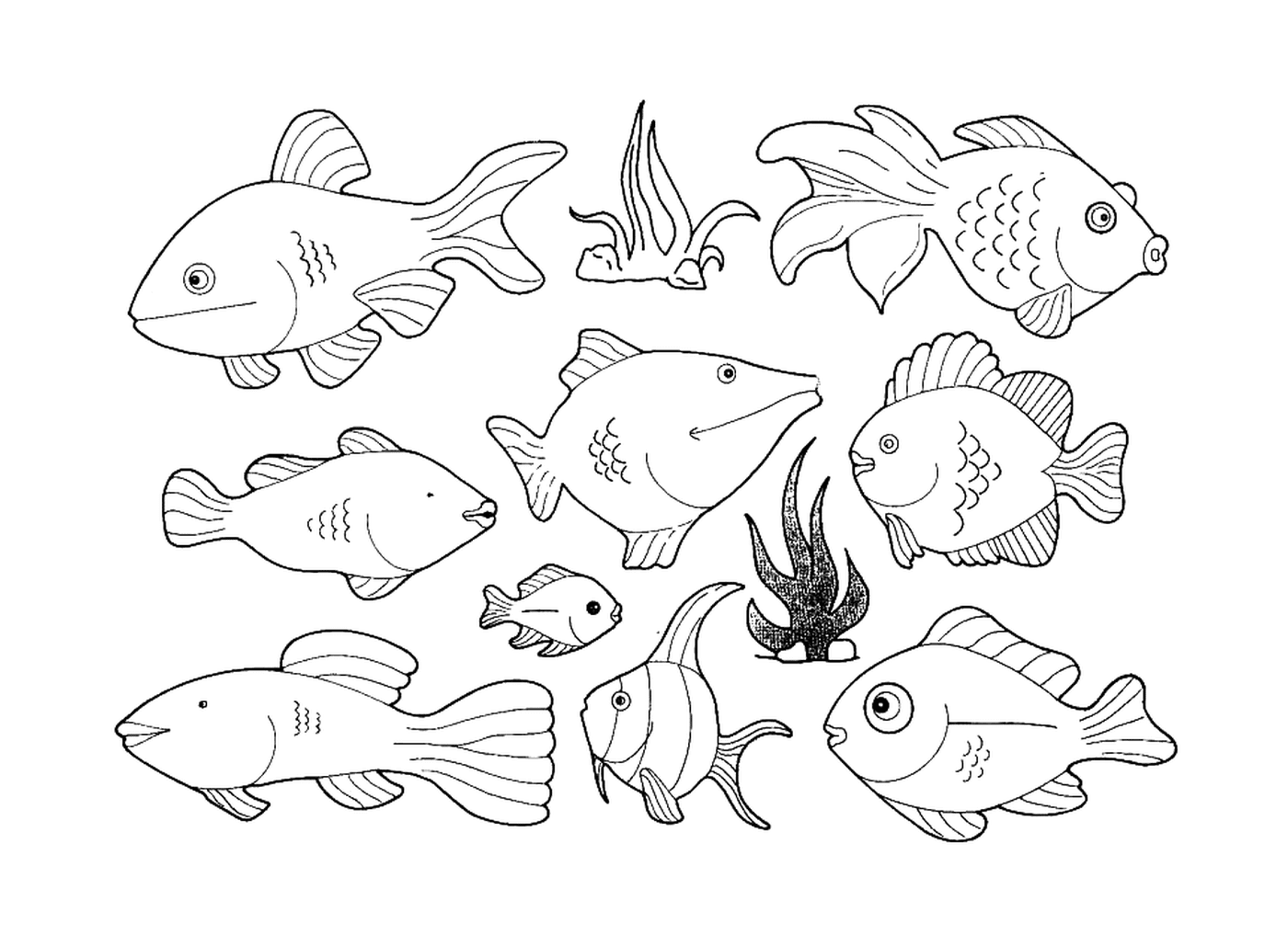  Muitos tipos de peixes nesta página 
