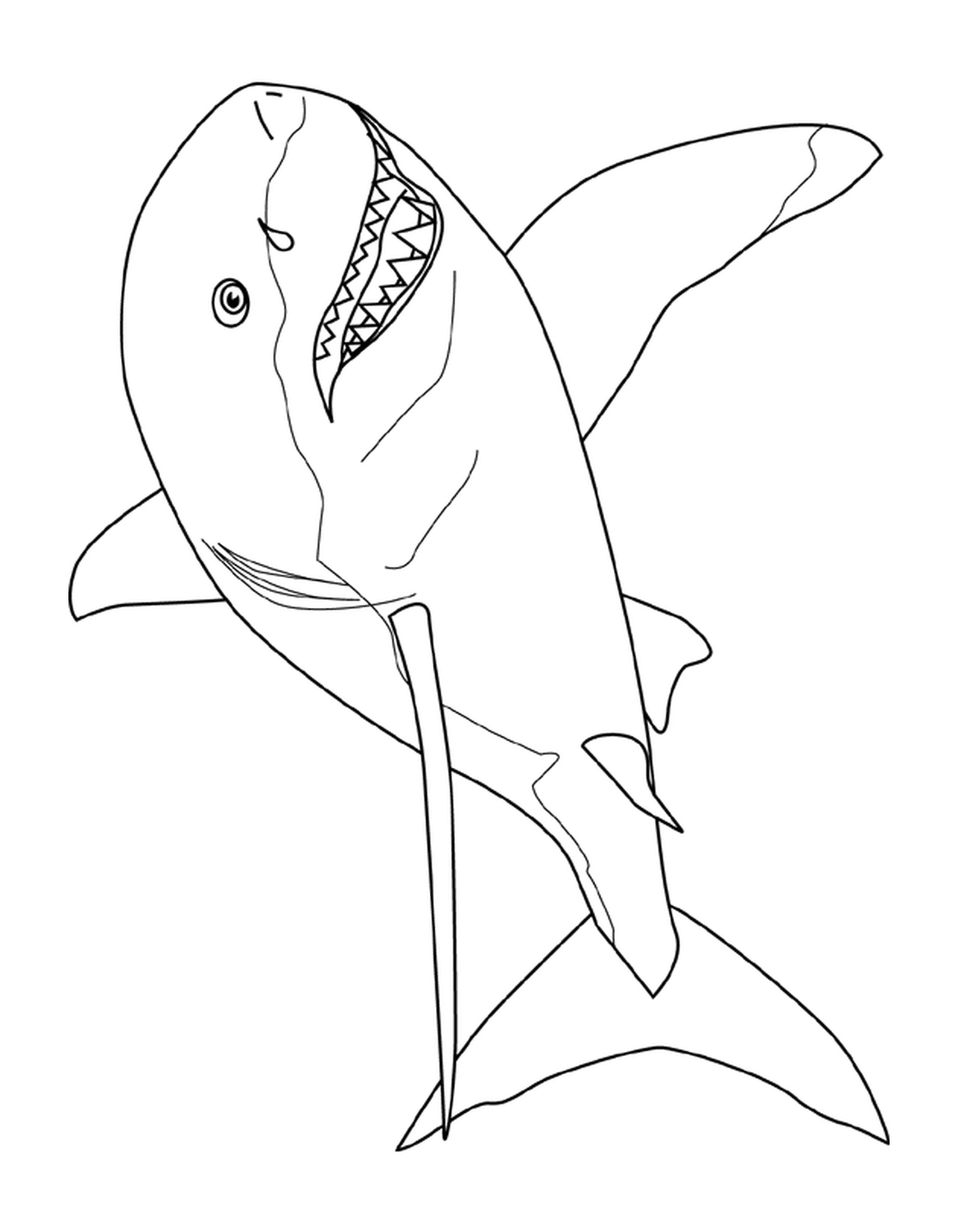  tubarão branco 