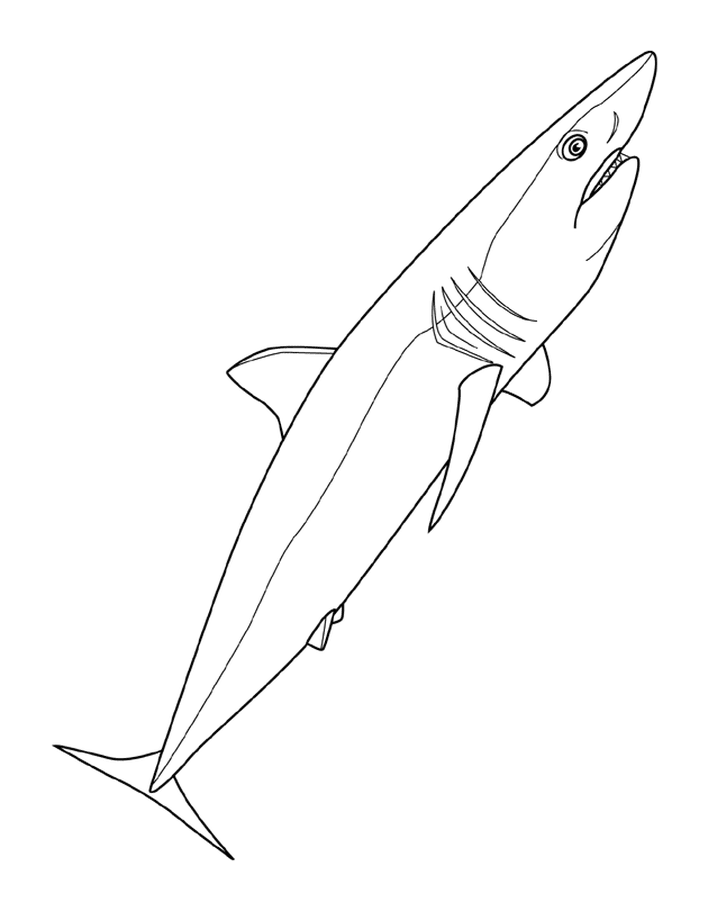  Natação de tubarão Mako 