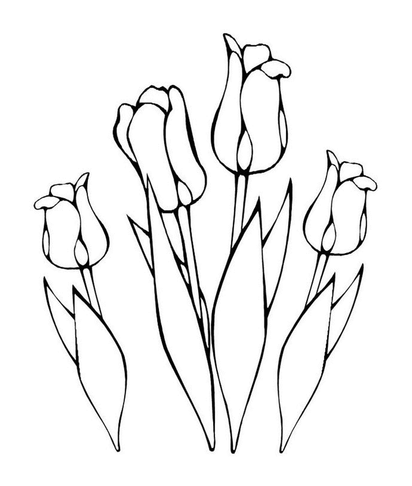  Um buquê de tulipas na terra 