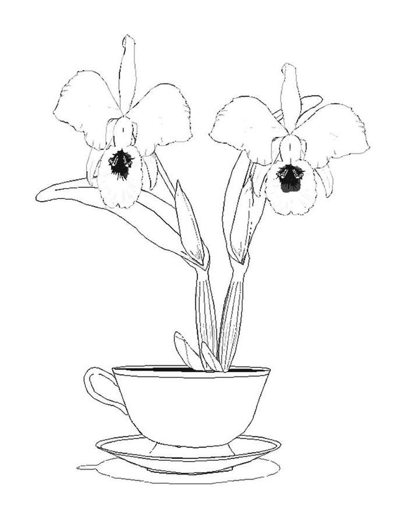  Duas orquídeas em um copo 