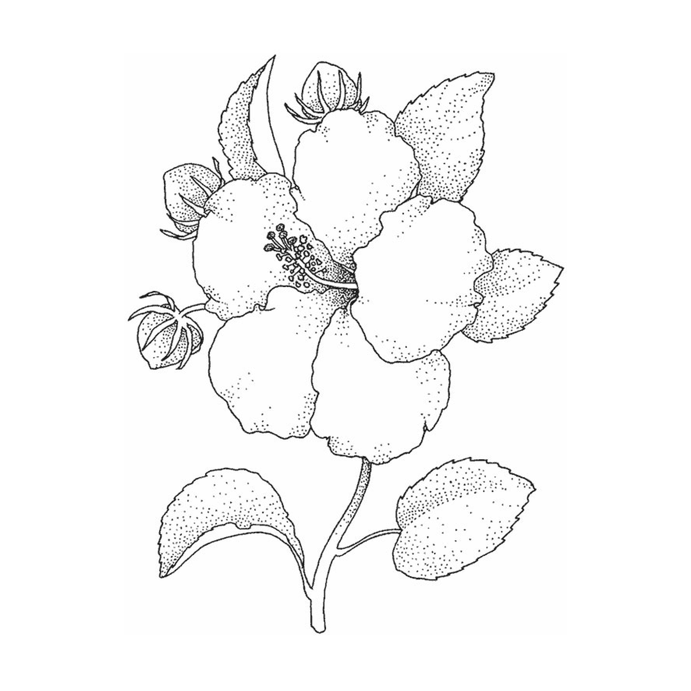  Uma flor de hibisco brilhante 